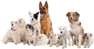 purebred-dog-breeds-mixed-breed-dog